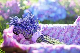 TOP hình ảnh hoa oải hương đẹp nhất