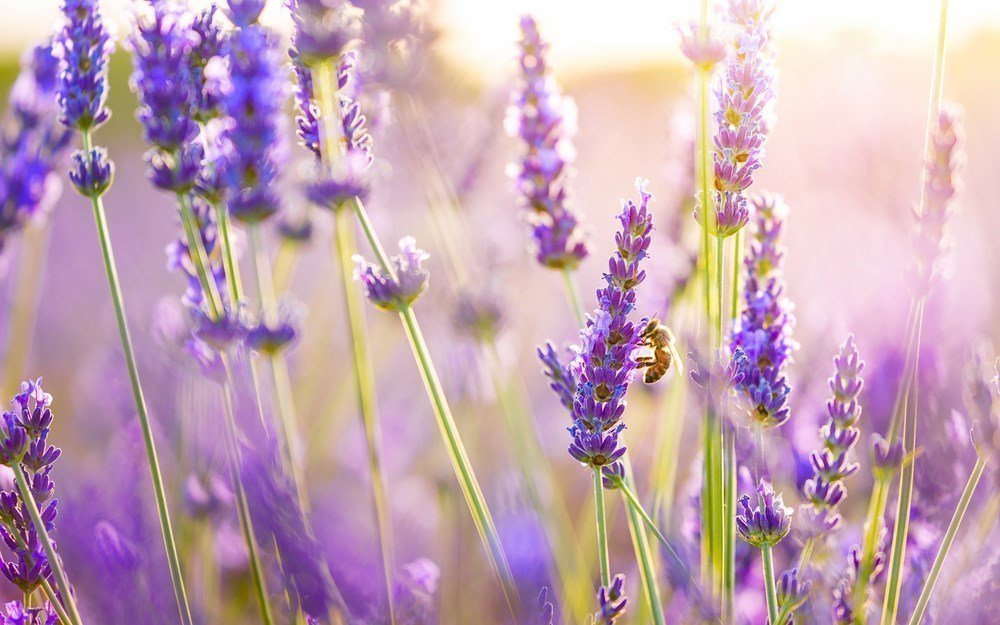 Hình nền hoa Lavender cho điện thoại ấn tượng