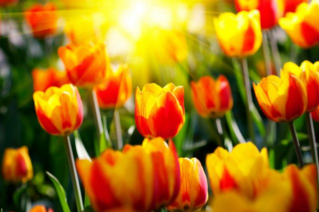 Chọn lọc những hình ảnh hoa Tulip đẹp nhất