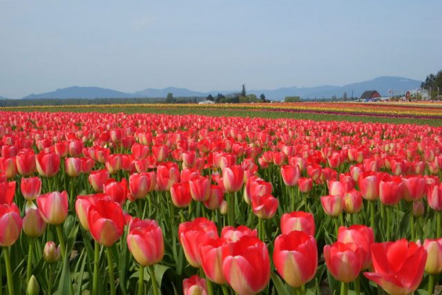 TOP hình ảnh cánh đồng hoa Tulip đẹp nhất