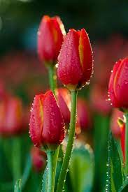 Tải ảnh hoa Tulip làm hình nền hoa siêu nét