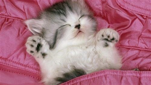 [BST] hình ảnh mèo con ngủ dễ thương, siêu cute