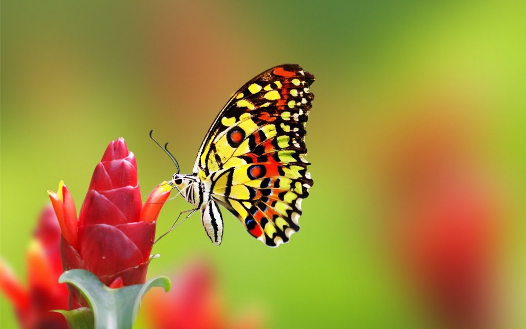 Top hình nền bươm bướm đẹp sắc nét Full HD chất lượng cao