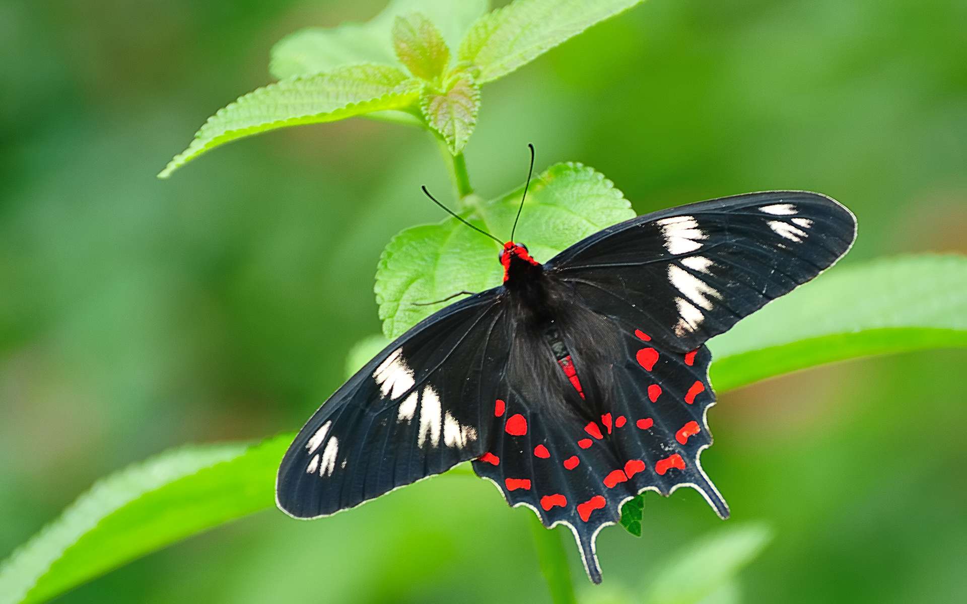 #Những hình ảnh con bươm bướm làm hình nền đẹp