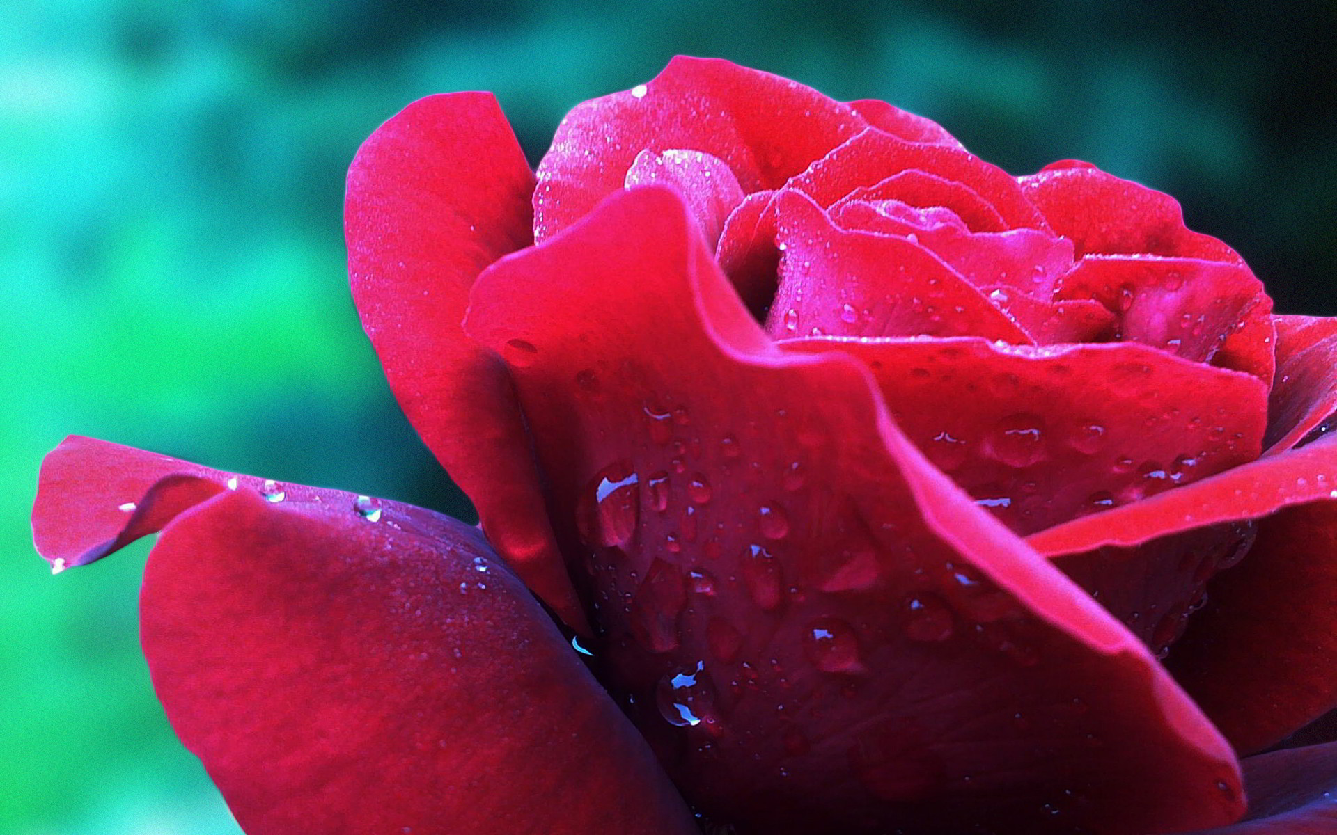 Hình nền hoa hồng 3D đẹp, say đắm lòng người