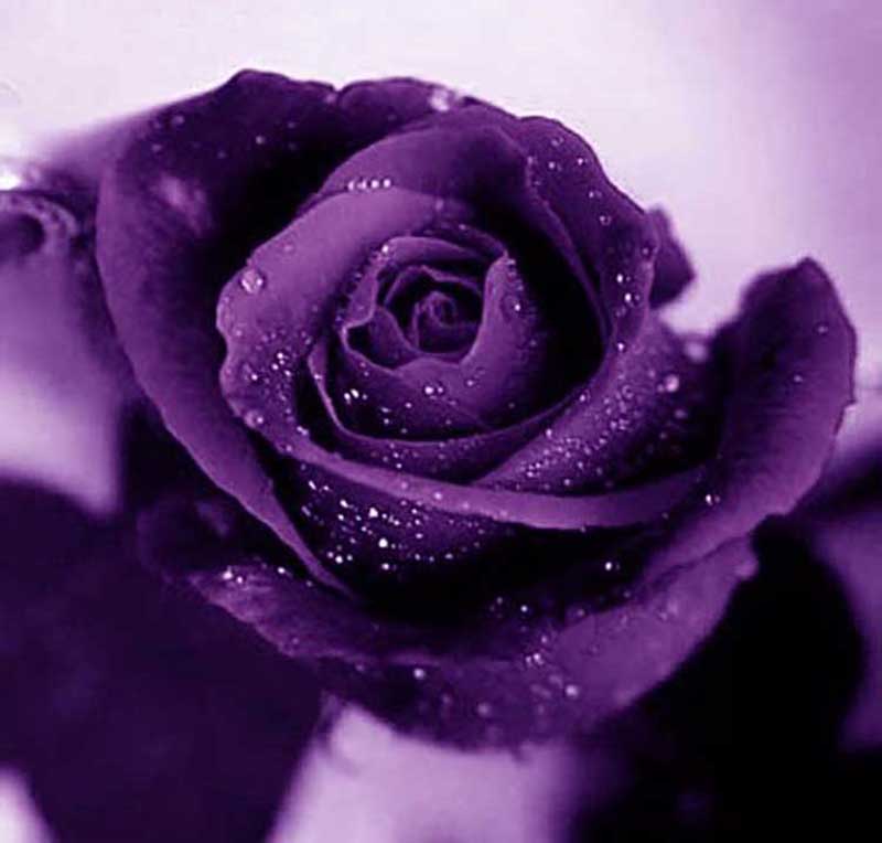 Hình nền hoa hồng tím đẹp, thu hút nhất