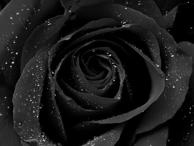BST hình nền hoa hồng đen, đầy huyền bí