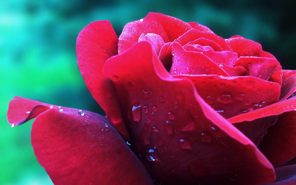 [BST] hình nền hoa hồng đỏ được yêu thích nhất