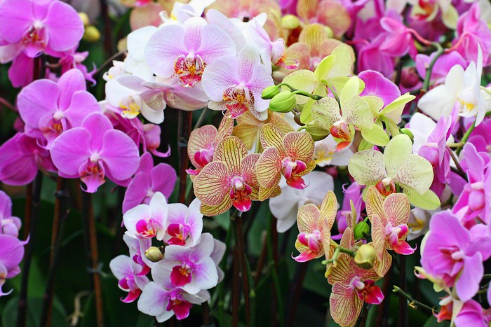 BST Hình nền hoa lan đẹp nhất thế giới 