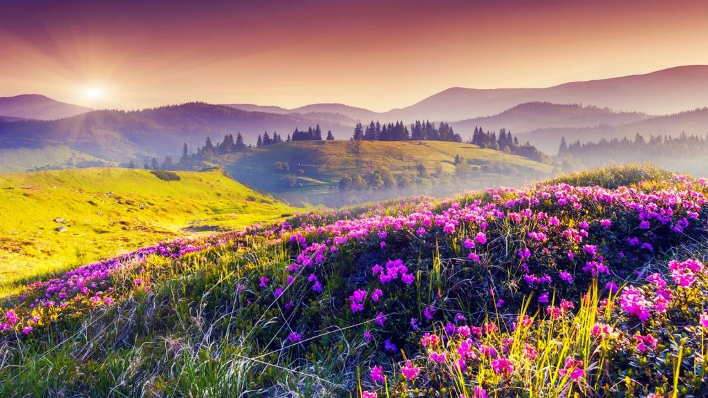 Hình nền phong cảnh hoa đẹp, thơ mộng nhất