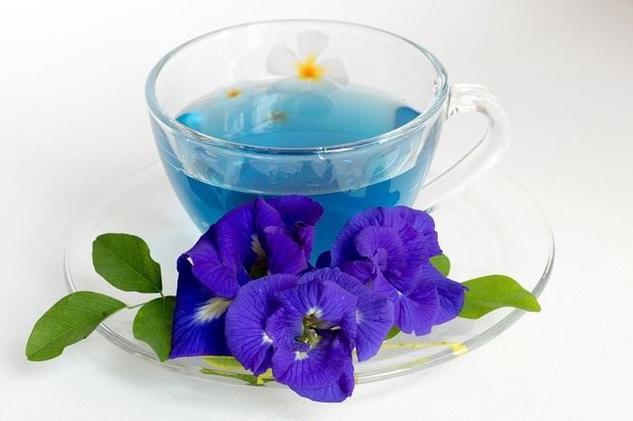 Uống trà hoa đậu biếc mỗi ngày có tốt không?