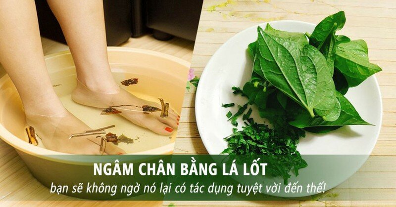 Lá lốt có tác dụng gì? công dụng của lá lốt