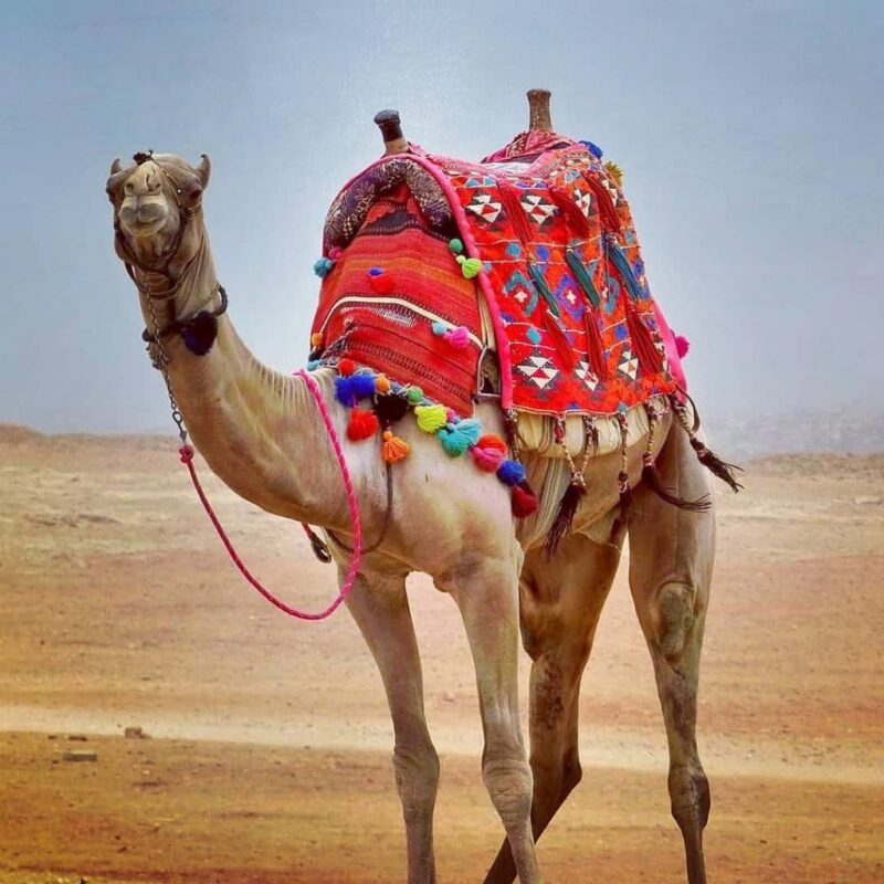 Tại sao lạc đà sống được ở sa mạc?