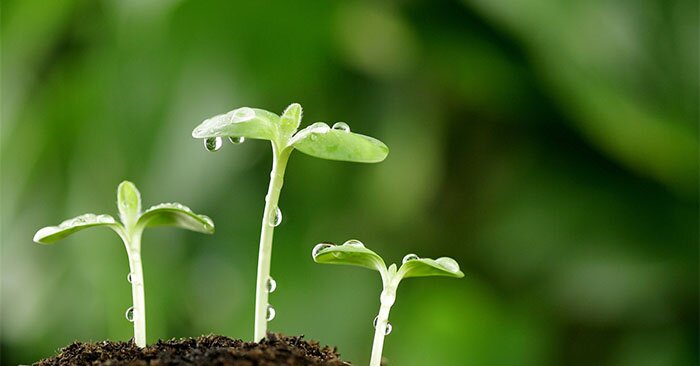 Thực vật ưa sáng là gì?