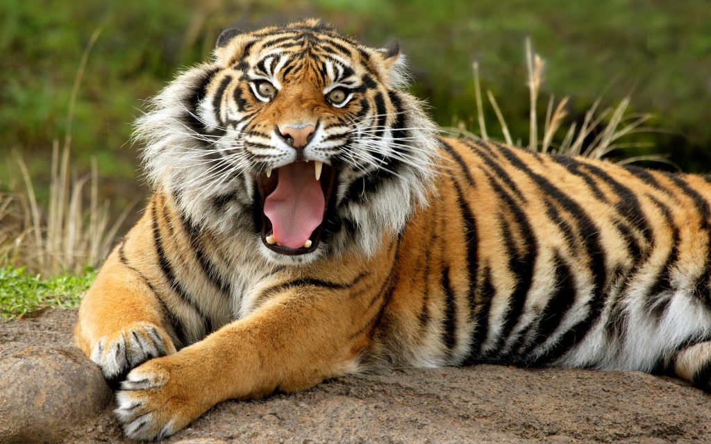 Top những hình ảnh con hổ đẹp nhất