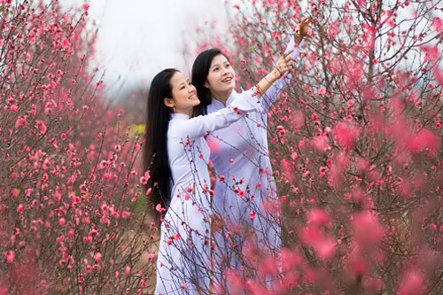 Hình ảnh mùa xuân ở Việt Nam đạt chuẩn HD