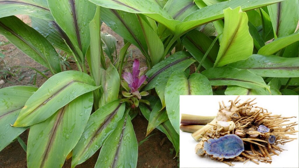 Nghệ đen là gì?