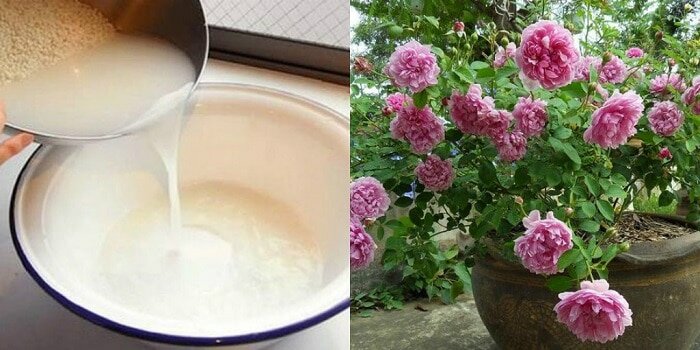 Nước vo gạo có tác dụng gì cho cây?