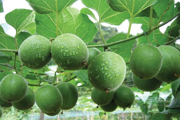 Chống oxy hóa, lão hóa