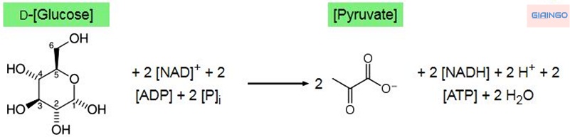 Phương trình hóa học khái quát quá trình đường phân