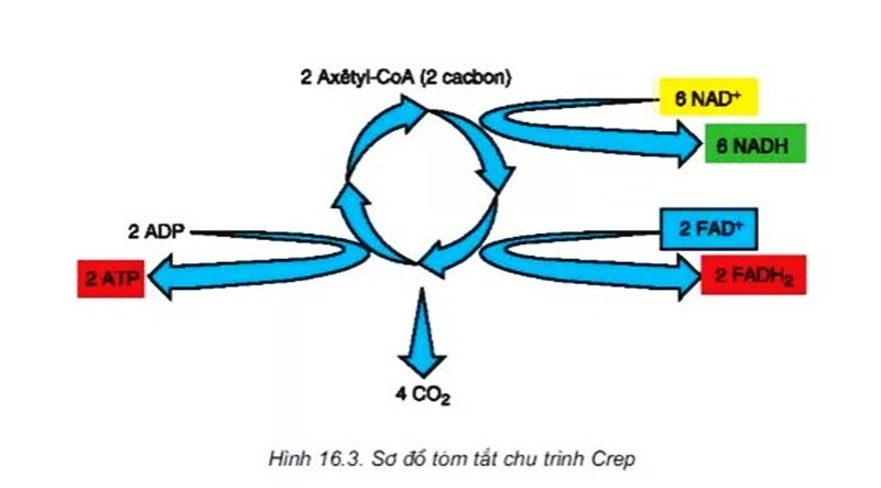 Qua quá trình đường phân và chu trình Creps, tế bào thu được bao nhiêu phân tử ATP?