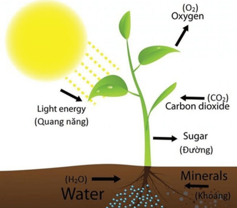 Quang hợp là gì? Phương trình quang hợp?