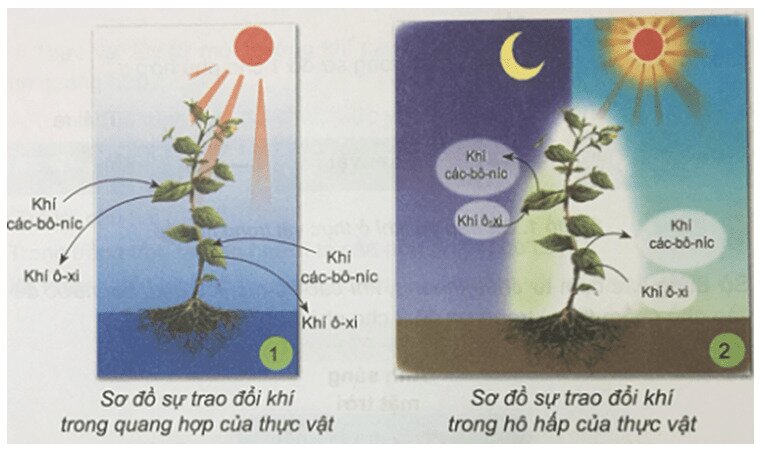Sự khác biệt giữa hô hấp với quang hợp là gì?