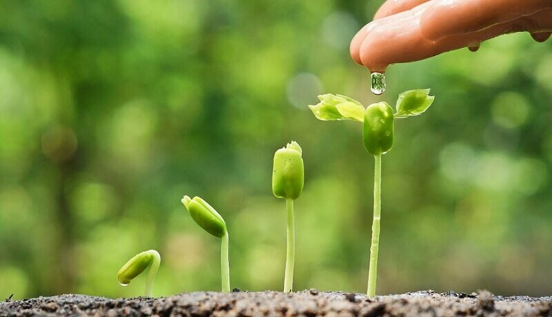 Ý nghĩa của quang hợp là gì?
