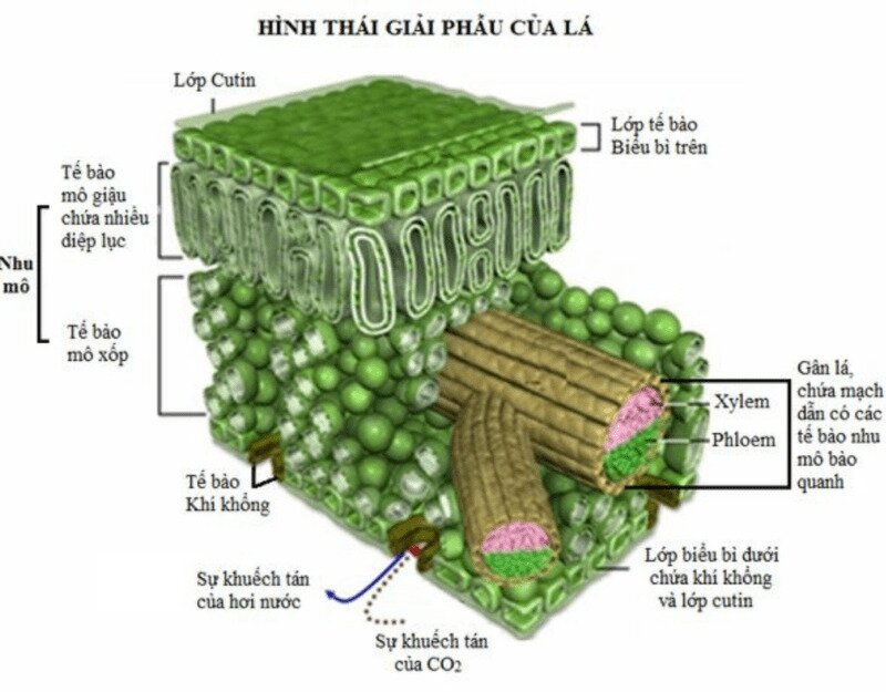 Đặc điểm của lá cây thích nghi với chức năng quang hợp