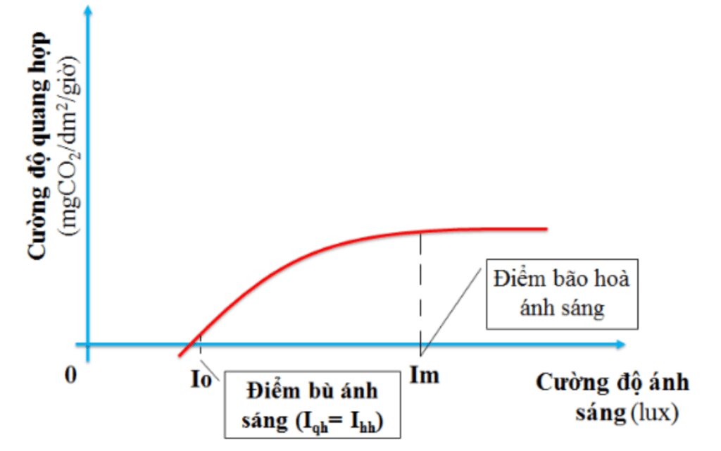 Yếu tố ánh sáng