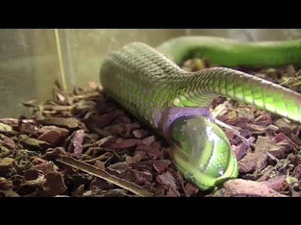Trường hợp loài rắn để trứng thai