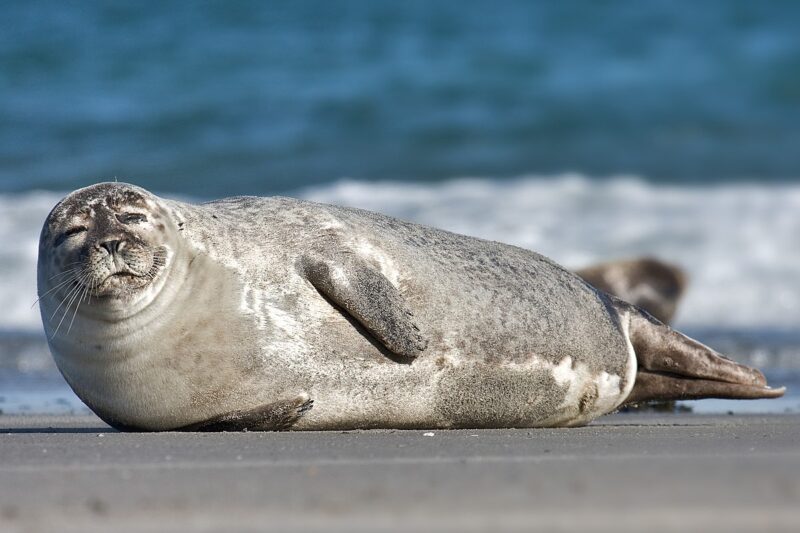 Seal là con gì?