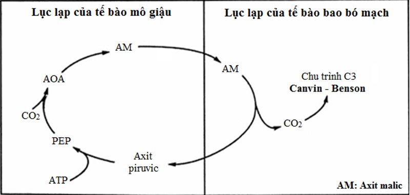Sự khác nhau giữa thực vật C3, C4 và CAM