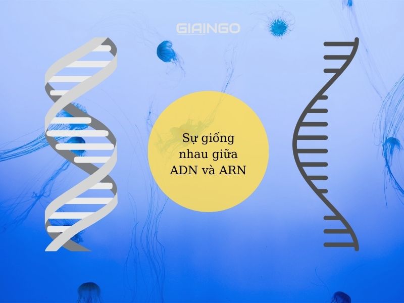 Sự giống nhau giữa ADN và ARN