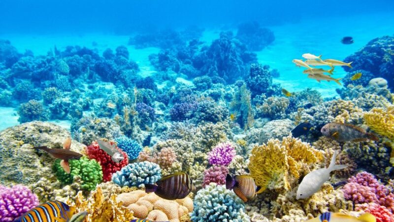 Sự giống nhau giữa san hô và thủy tức