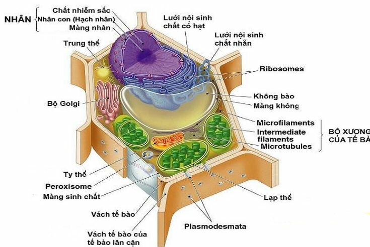 Tế bào thực vật là gì?