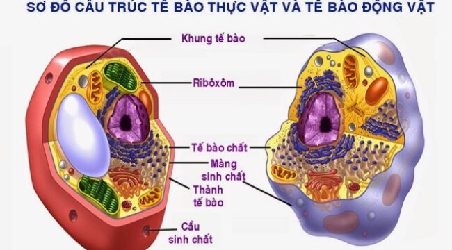 Sự khác nhau giữa tế bào động vật và tế bào thực vật cuối cùng là lục lạp