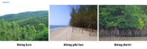 Kể tên các loại cây trồng rừng phổ biến ở Việt Nam
