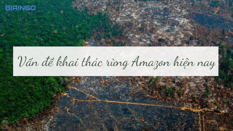 Trình bày vấn đề khai thác rừng Amazon hiện nay