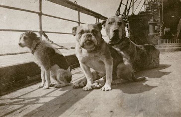 Có bao nhiêu con chó sống sót sau tàu Titanic?