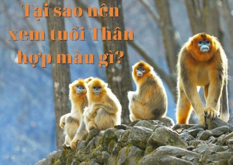 Tại sao nên xem tuổi Thân hợp màu gì?