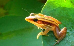 Những đặc điểm cấu tạo ngoài của ếch thích nghi với đời sống ở nước