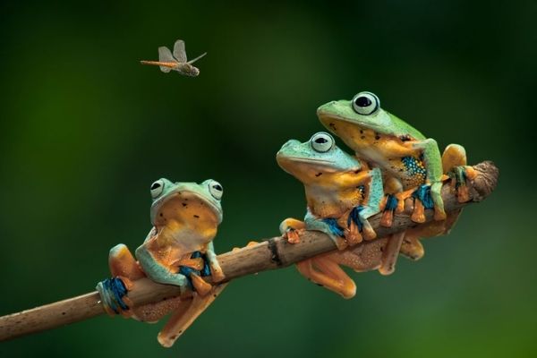 Vai trò của ếch trong hệ sinh thái