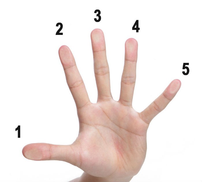 Tên gọi 5 ngón tay là gì?