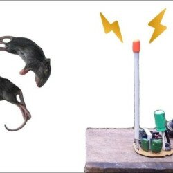 Bật mí 16 cách đuổi chuột vĩnh viễn an toàn, không tốn nhiều chi phí