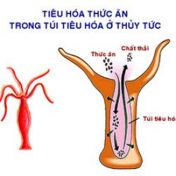 Tại sao trong túi tiêu hóa thức ăn sau khi được tiêu hóa ngoại bào lại tiếp tục tiêu hóa nội bào?