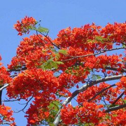 Top những bài thơ hay về mùa hạ đong đầy hoài niệm