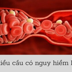 Tiểu cầu đã tham gia bảo vệ cơ thể chống mất máu như thế nào?