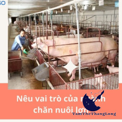 Vì sao lợn được nuôi nhiều ở đồng bằng sông Hồng? Địa lí 9
